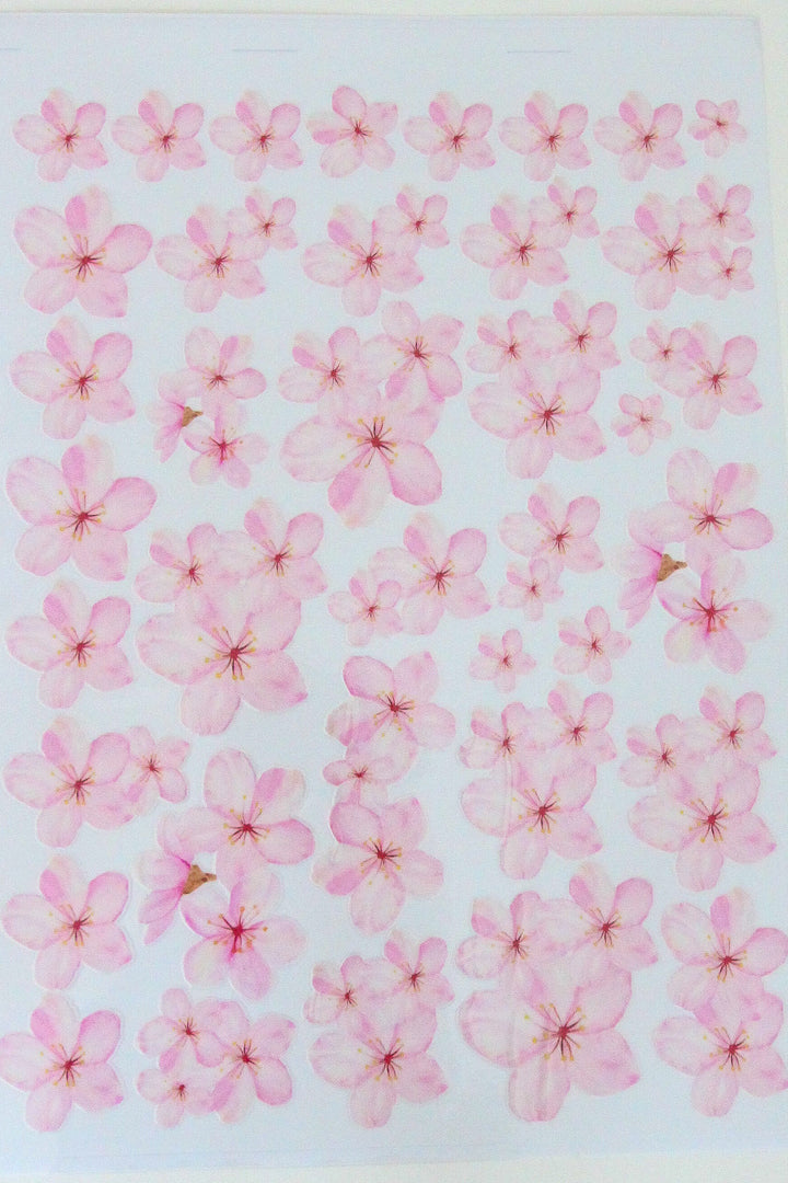 Sakura Sweetheart